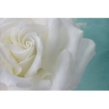 "Purity of the White Rose" Painting Print on Wrapped Canvas