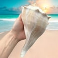 thumbnail image 3 of Giant Conch Seashell White Brown Pattern Rare Big Large Ocean Sea Shell Coastal Decor Nautical Centerpiece Decoration Beach Lovers Special Collection Gift, 3 of 6