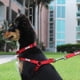 thumbnail image 2 of Arnes de Entrenamiento Pawtitas Chaleco Pechera para Perros y Cachorros Talla Pequeño Negro, 2 of 5