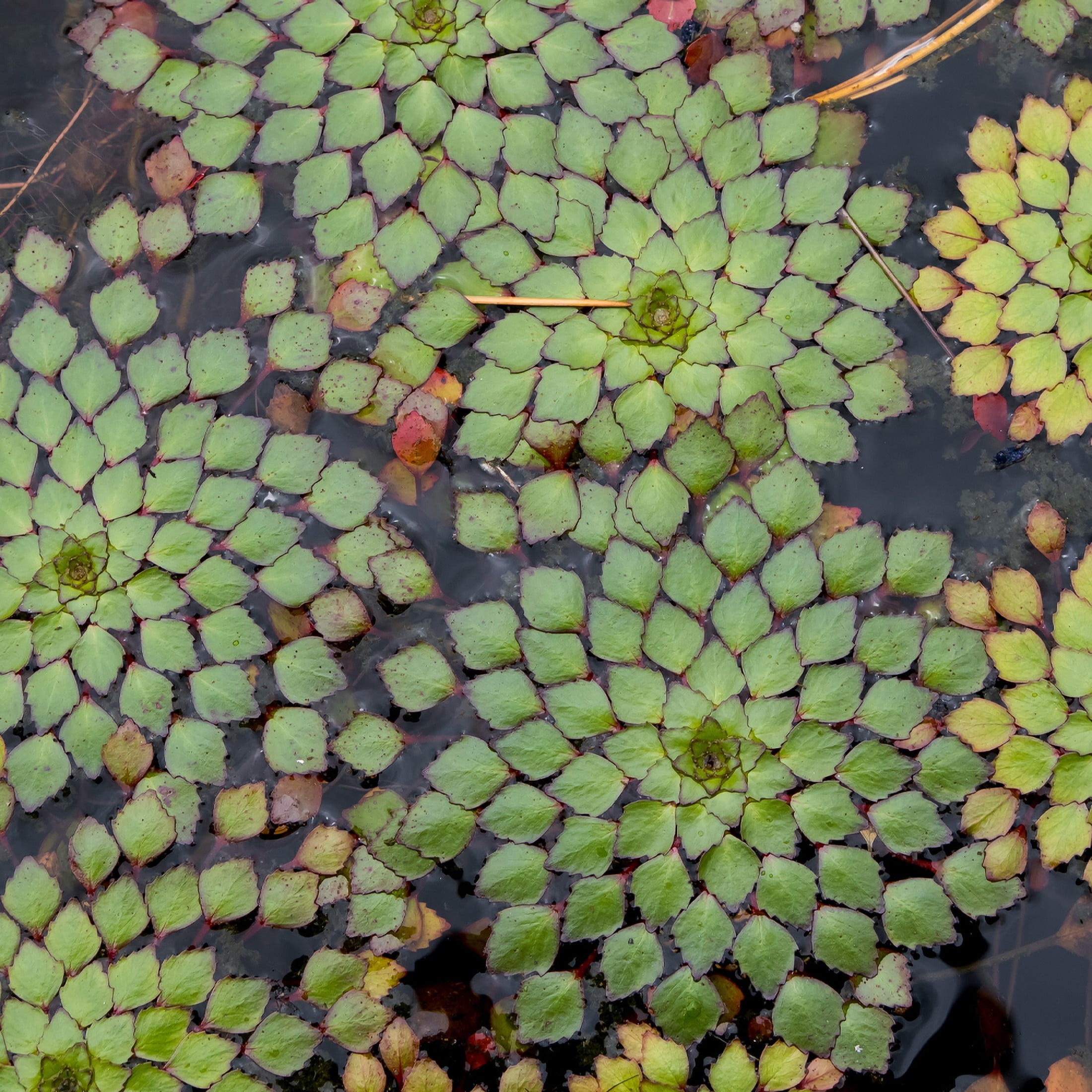 AquaMeadow Floating Pond Plant Bundle