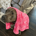 thumbnail image 6 of Drytek High Performance Pet Towel (1 pack)- 30" X 54"-Pink, 6 of 9