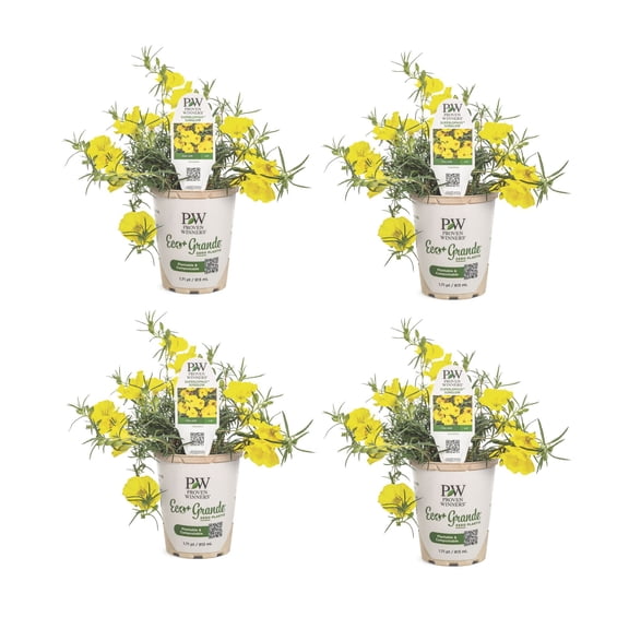 Proven Winners 4" Yellow Superlophus Sunglow Texas primrose Live Plant in 4.25" Pot