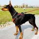 thumbnail image 5 of Doberman Dog Harness Collar Leash Set Walking Pet Vest Harnesses for Medium Large Dogs German Shepherd mascotas Chain Supplies ShopWise Round, 5 of 12