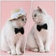 thumbnail image 3 of Elegante collar de perlas para mascotas, con lazo decorativo, delicado collar de cadena de perlas para mascotas, 3 of 6