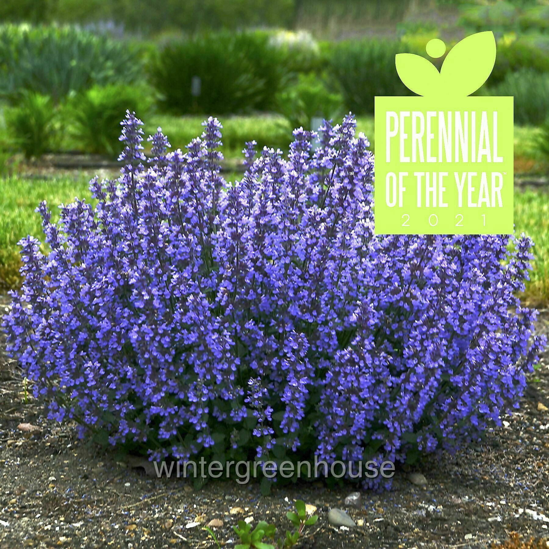 Nepeta Cat’s Pajamas Proven Winners, Catmint - Pot Size: 4.5in - Flowers