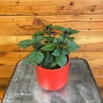 thumbnail image 2 of Plectranthus Mona Lavender Pink, 4" Plant, The Plant Farm, 2 of 3