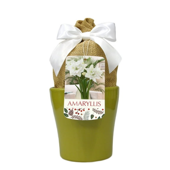 White Nymph Amaryllis Kit - Large Bulb/Green Ceramic Vase/Planting Medium