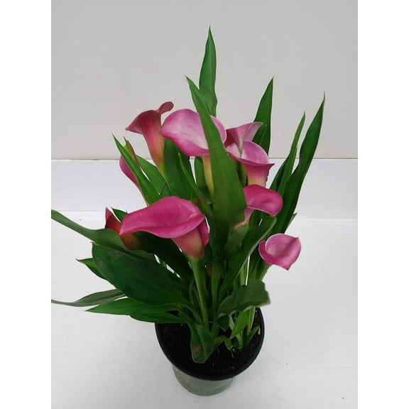 Live 4" Pink Calla Lily