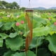 thumbnail image 2 of Campana de viento colgante de aleación de aluminio, 18 tubos, decoración para el hogar y el jardín al aire libre, color dorado, 2 of 8