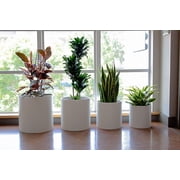 Root and Stock Brea Round Cylinder 12 Planter - White