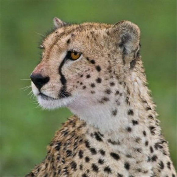 Danita Delimont PDDAF45RBE0397B Tanzania Cheetah Ndutu Ngorongoro Area Poster Print by Ralph H. Bendjebar, 12 x 12