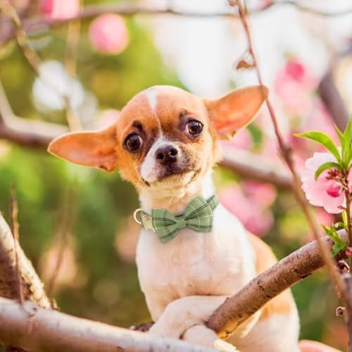 Cute Extra Small Dog Harness Collar and Leash Set with Bowtie, Soft Adjustable Plaid Puppy Harness for Small Sized Dogs Cats Walks Parties and Photoshoots(Green,XXS:Chest 12-14")