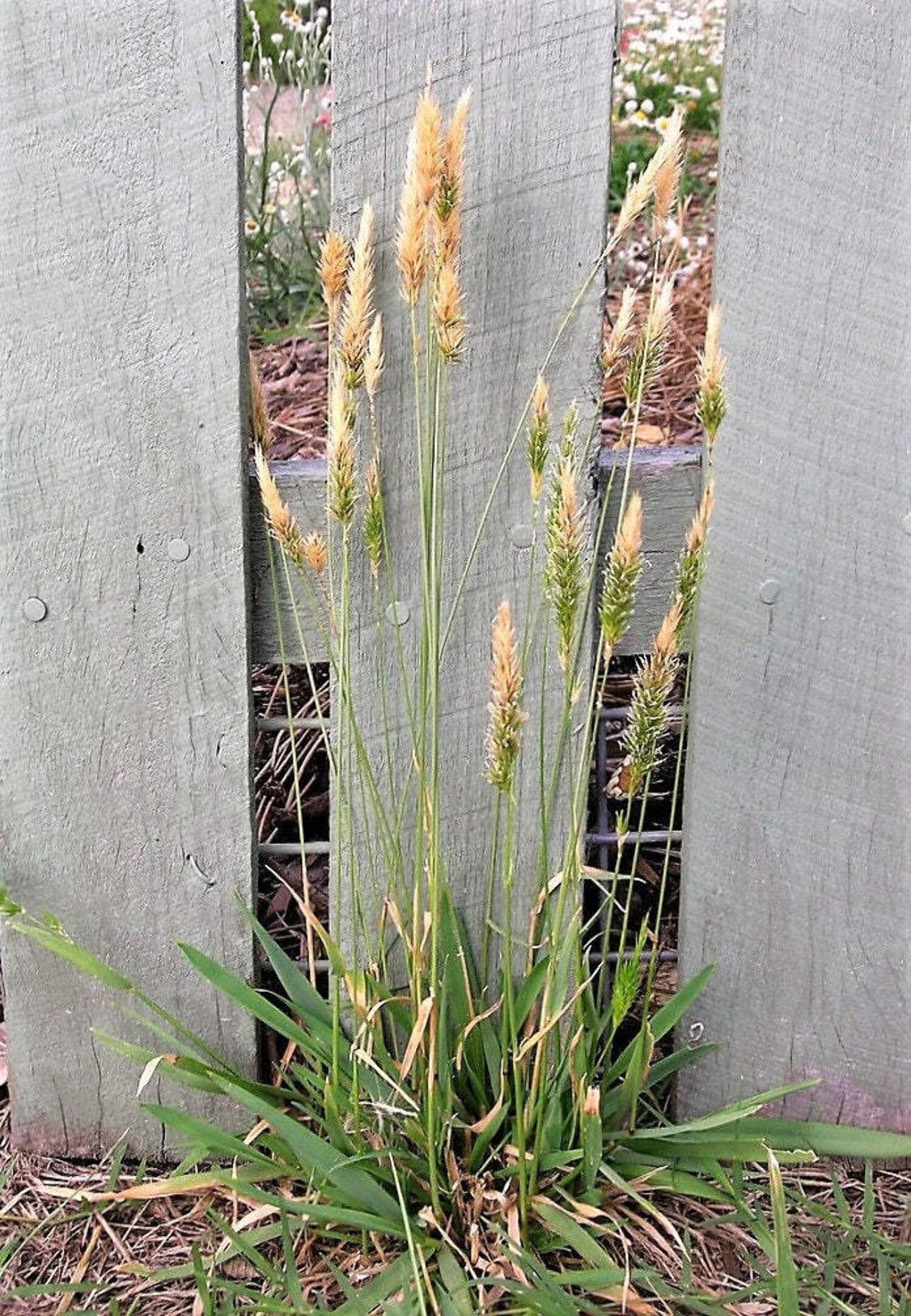 Sweet Grass, Athoxanthum Hirtum - Designs By Nature, LLC