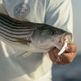 thumbnail image 5 of (2 pack) SteelShad Original Series 3/8 oz. Silver, 5 of 7