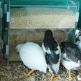 thumbnail image 3 of Caja de Alimentación para Loros,Contenedor de Alimentación Acrílico,Caja de Comida con Múltiples Orificios, Caja Dispensadora Comida Transparente para Pájaros para Pinzones y Loros, 3 of 7