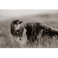 thumbnail image 2 of Fitzharris, Tim 32x23 Gold Ornate Wood Framed with Double Matting Museum Art Print Titled - Bison calf with mother Sepia, 2 of 4