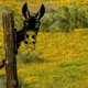 thumbnail image 1 of Adornos de jardín, burro de metal, para vallas, decoraciones al aire libre, decoración de jardín de animales de burro para el hogar TUNC Sencillez, 1 of 2