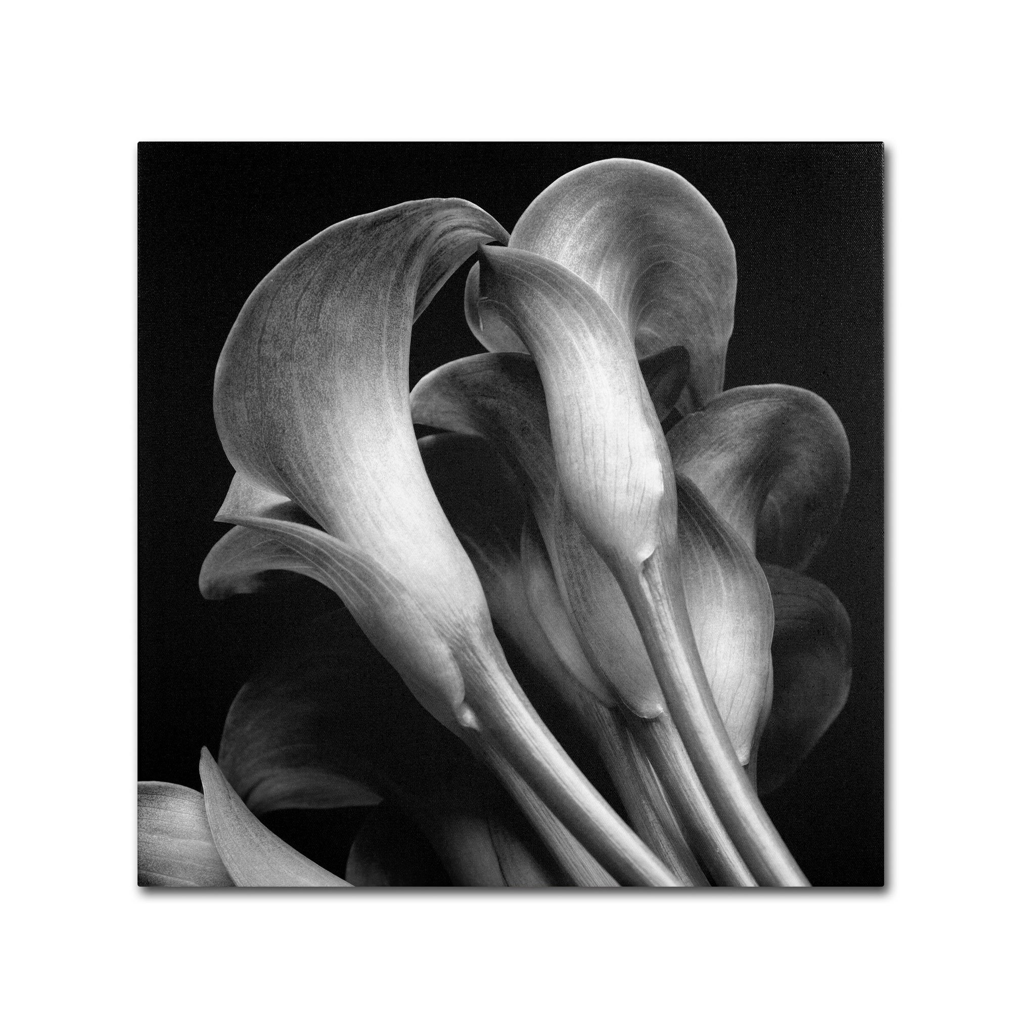 24x24 Gallery Wrapped Canvas Art