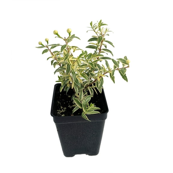 Mini Variegated Biblical Myrtle - Myrtus - 2.5" Pot - Fairy Garden/Houseplant