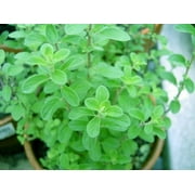 Sweet Marjoram Herb Plants - Non GMO - Two (2) Live Plants - Not Seeds -Each 3"-7"tall- in 3.5 Inch Pots - Includes Clovers Garden Copyrighted Plant Care Guide