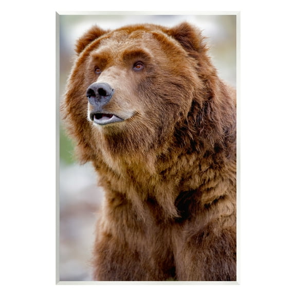 Stupell Industries Brown Bear Portrait Animals & Insects Photography Unframed Art Print Wall Art, 10 x 15