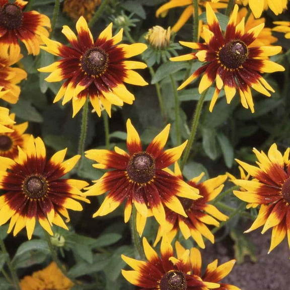 Outsidepride Rudbeckia Hirta Autumn Forest Flower Seed - 10000 Seeds