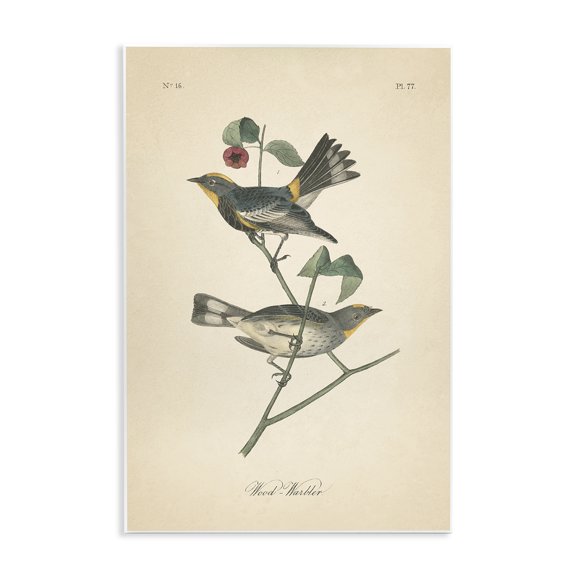 Stupell Industries Shabby Chic Vintage Warbler Page Wall Plaque Art, 10 x 15, by Wild Apple Portfolio