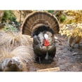 thumbnail image 3 of CafePress - Eastern Wild Turkey Large Mug - 15 oz Ceramic Large White Novelty Mug, 3 of 4