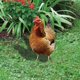 thumbnail image 5 of 2 estacas para gallinas de césped, letrero de jardín, simulación de gallinas, arte de gallineros, estaca pequeña para pollitos., 5 of 6
