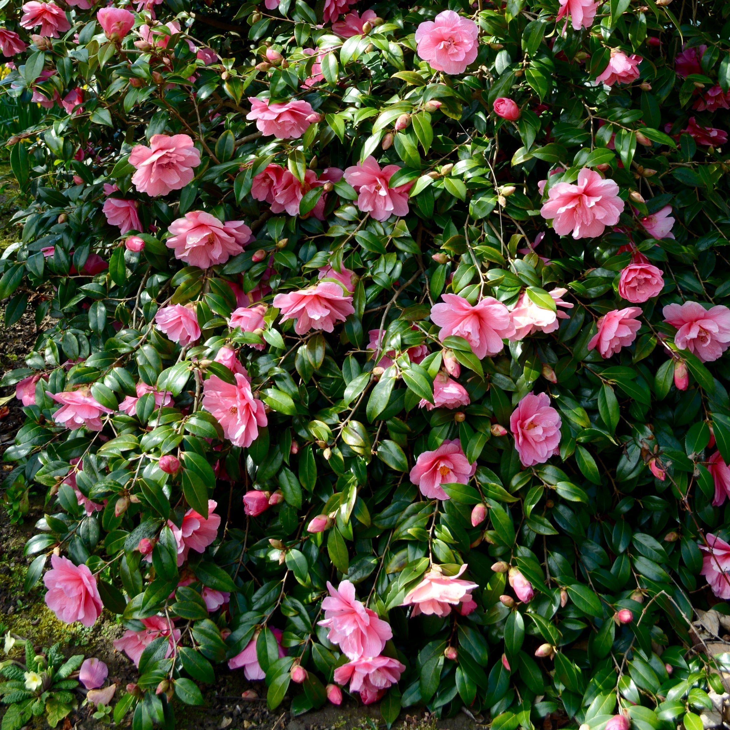 National Plant Network 1 gal. Camellia Taylors Perfection Live Shrub