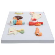 Axis Scientific Complete Endocrine Gland Set Anatomy Model - Human anatomy system miniature, scientific anatomy model, mini figure for Classrooms Studies, Education Study Anatomical