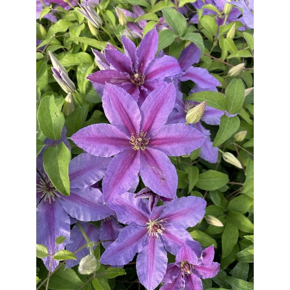 Tumaini Clematis Vine Perennial - 2.5" Pot