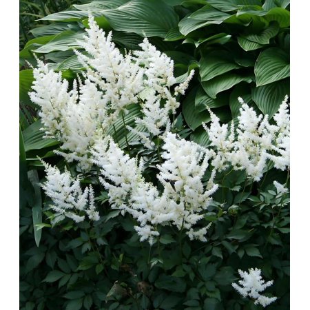Classy Groundcovers, False Spirea (White) White Japanese Astilbe, White Goats Beard, White False Goatsbeard (25 Bare Root plants)