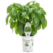 Proven Winners Herb QT Basil Live Plants