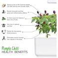 thumbnail image 4 of SHIQI-Smart Garden Purple Chili Plant Pods, 3-Pack, 4 of 4