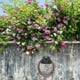 thumbnail image 5 of Soporte de pared para manguera de agua de plástico, colgador para manguera de jardín, organizador de mangueras, 5 of 8