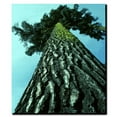 thumbnail image 2 of Trademark Art "A Tree of Life" Canvas Art by Kurt Shaffer, 2 of 2