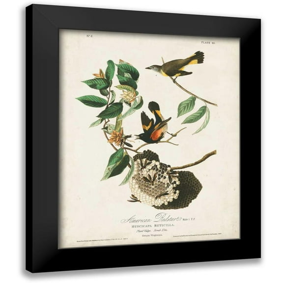 Audubon, John James 12x14 Black Modern Framed Museum Art Print Titled - Pl 40 American Redstart
