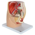 thumbnail image 5 of Axis Scientific Female Pelvis Reproductive Anatomy Model, Life-Size 3-Part Anatomical Pelvis with Muscular, Urinary, and Reproductive System, Includes Detailed Product Manual, 5 of 8