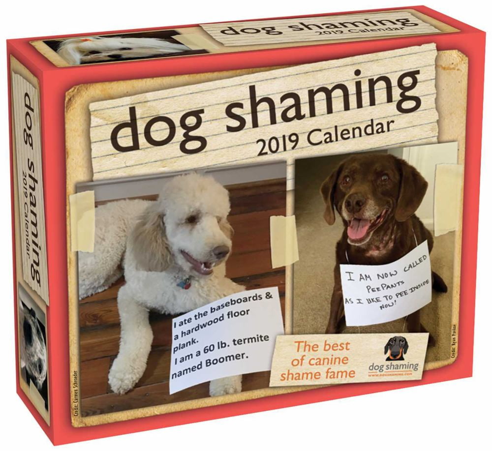 Dog Shaming 2019 DaytoDay Calendar