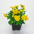 Expert Gardener 1 Pint Viola Yellow Annual Flowers Outdoor Live