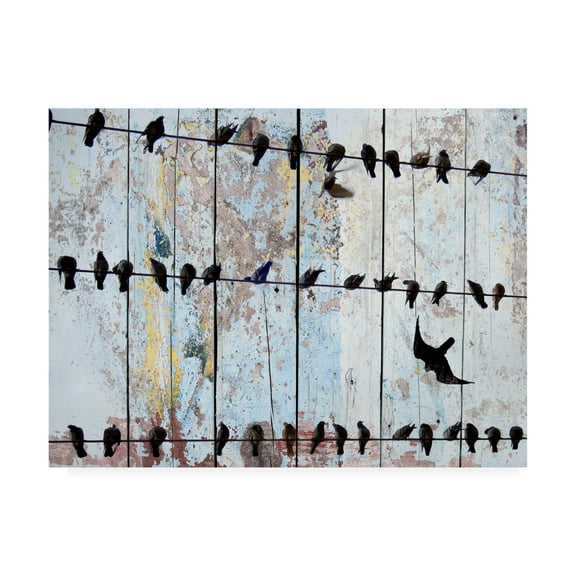 Trademark Fine Art 'Birds on Wood IV' Canvas Art by Irena Orlov