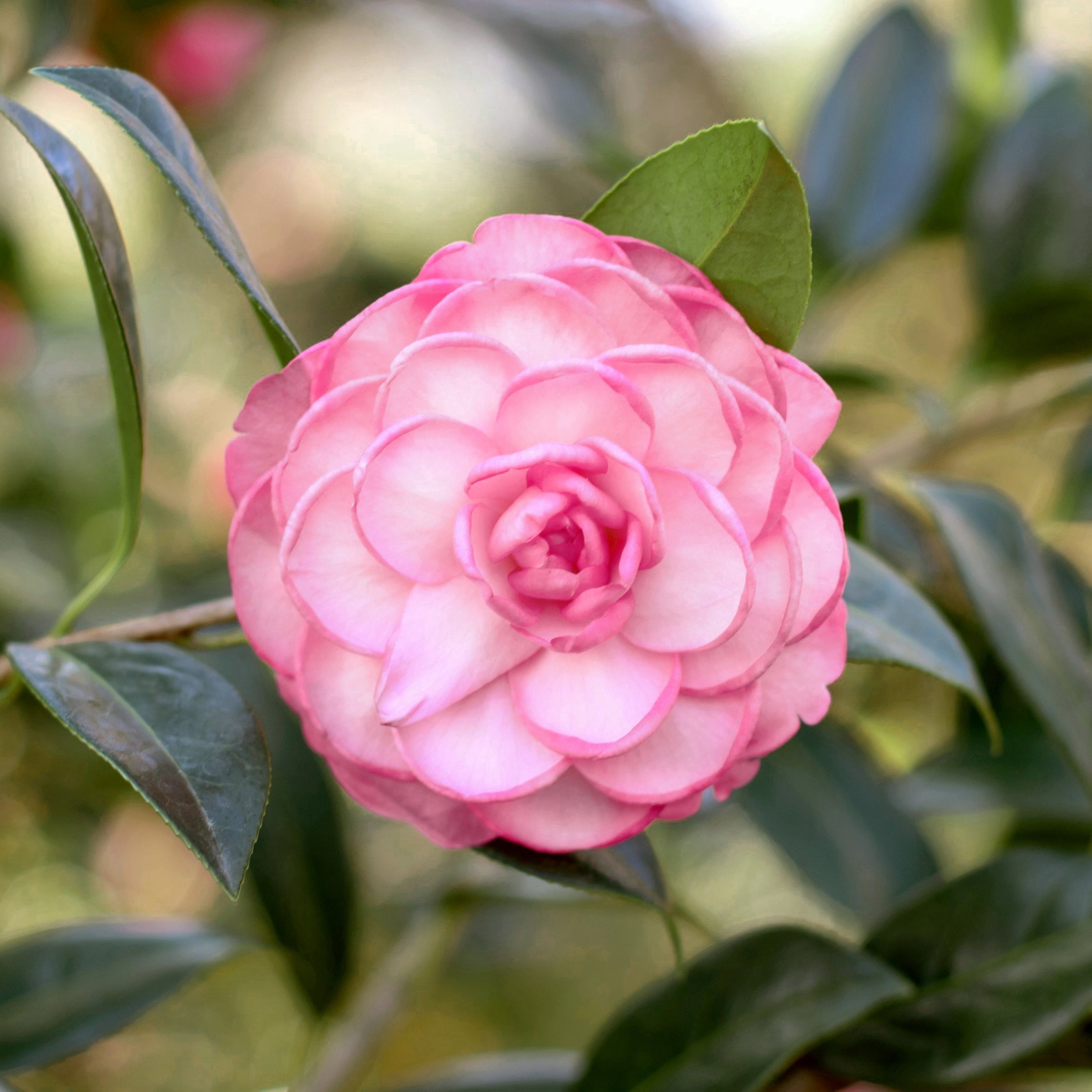 National Plant Network 1 gal. Camellia Sasanqua Moonshadow Shrub