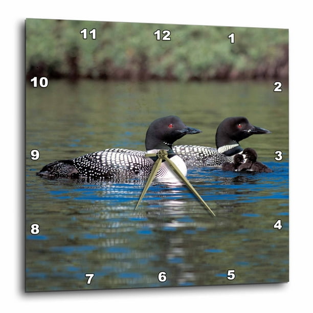 3dRose Family of Three Loons - Wall Clock, 10 by 10-inch - Walmart.com