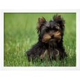 thumbnail image 2 of Yorkshire Terrier Puppy Sitting in Grass, Animals Framed Art Print Wall Art by Adriano Bacchella Sold by Art.Com, 2 of 5