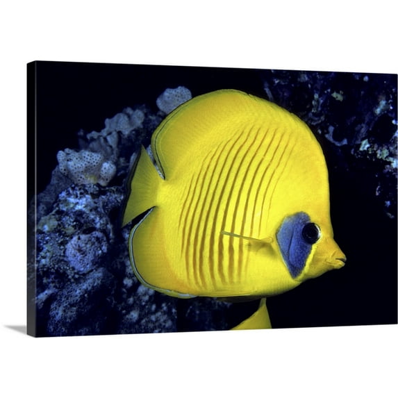 Great BIG Canvas | "The Red Sea, Blue Cheeked Butterflyfish (Chaetodon Semilarvatus)" Canvas Wall Art - 30x20