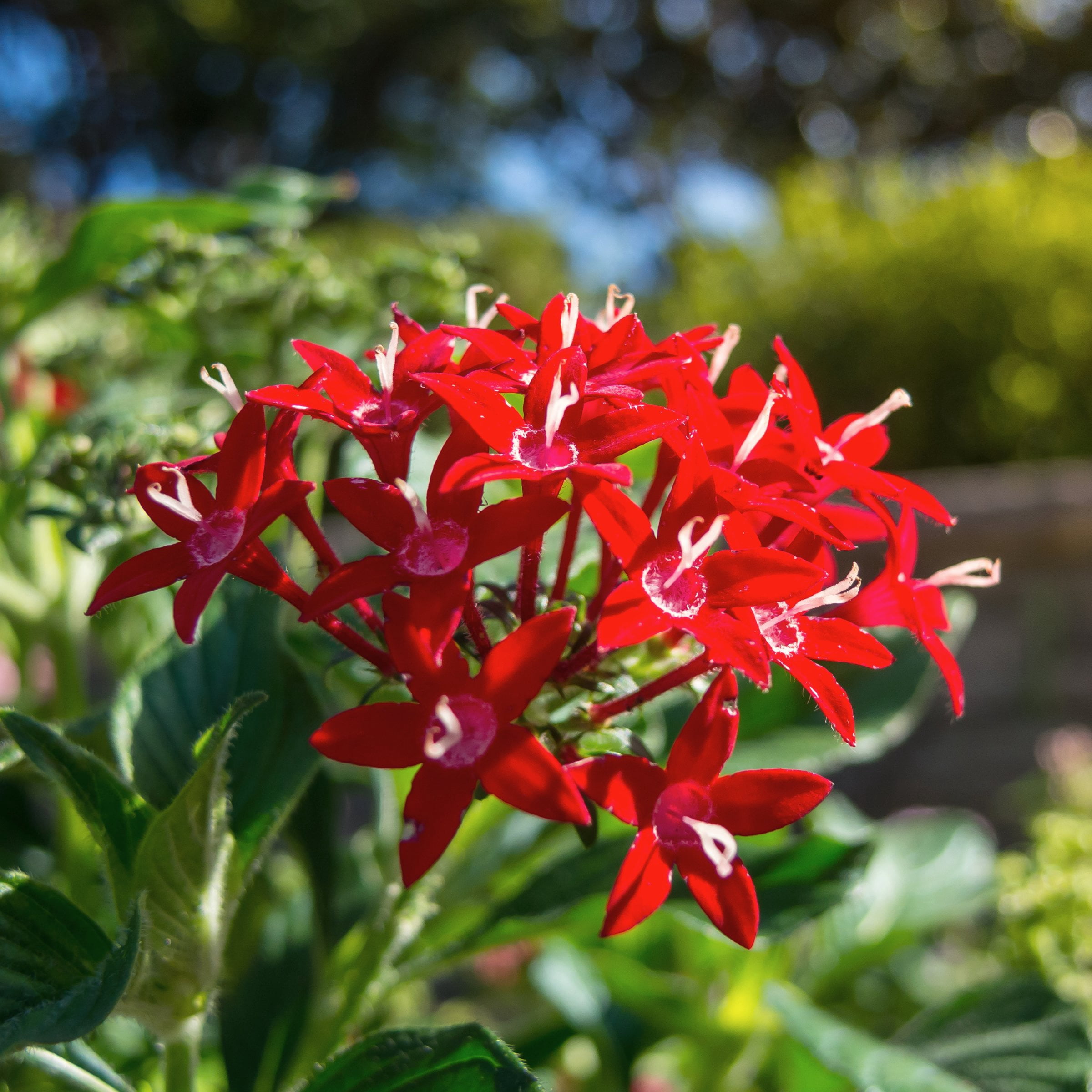 Live Annual 4" Pentas 'Lucky Star Red' (3-Pack) with Full Sunlight
