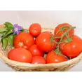 thumbnail image 2 of Seed Pack -Tomato Seeds-Red Beefsteak Heirloom Tomato -20 Seeds - Robust Flavor-All Natural, 2 of 4