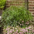 thumbnail image 6 of Baby Tut' Dwarf Egyptian Papyrus Grass- Beautiful Water and Container Plant for Moist Environments 4.5" Pot (Pack of 6), 6 of 18