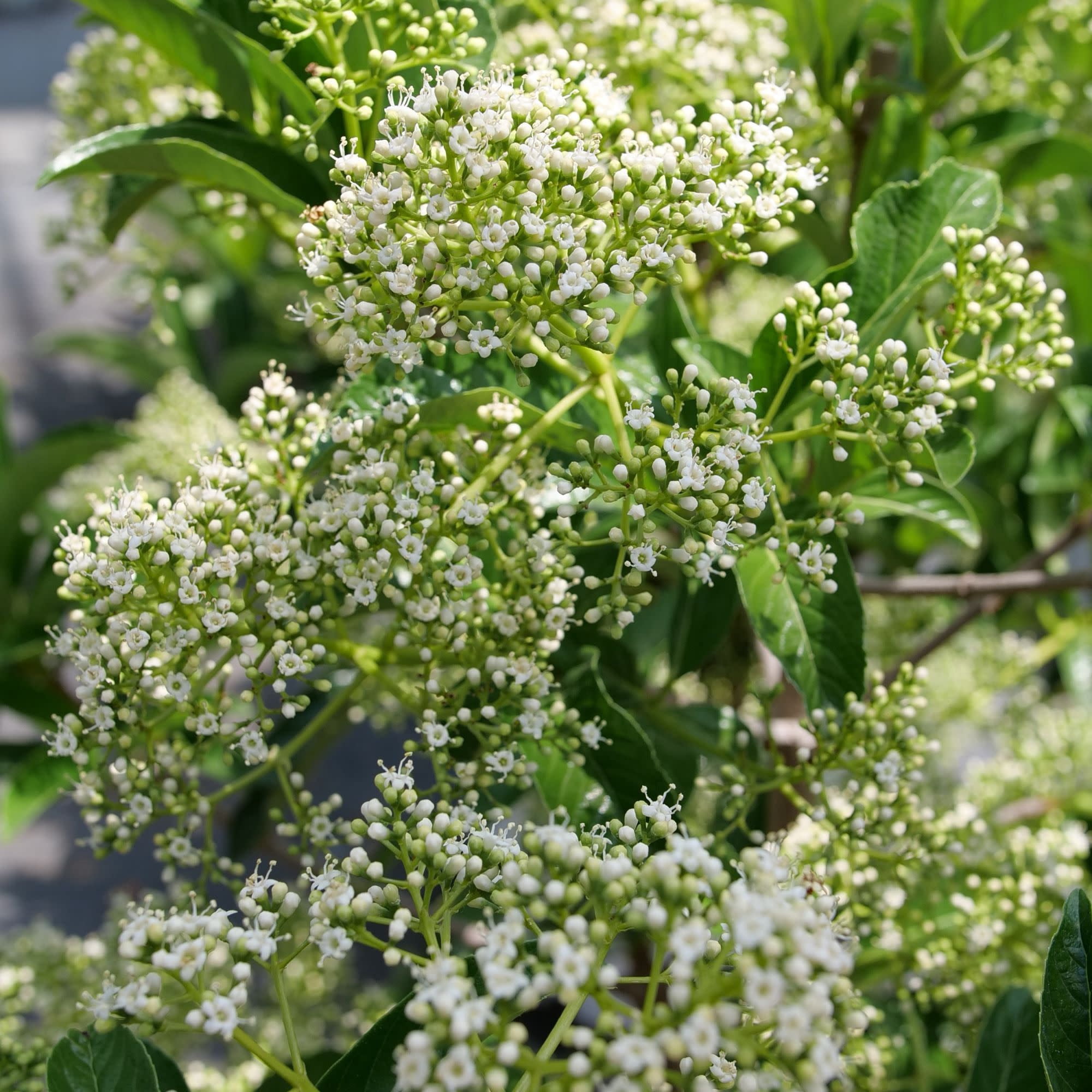 Proven Winners ColorChoice 5" White Yardline Viburnum Live Plant in 4.5" Pot (4 Count)